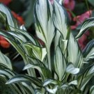Top-Quality hosta FIREWORKS mini thick upright disease-0 2.5"" pot = 1 Live Potted Plant