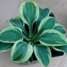 Exclusive hosta FROSTED MOUSE EARS mini thick disease-0 2"" pot = 1 Live Potted Plant Exclusive hosta FROSTED MOUSE EARS mini thick disease-0 2"" pot = 1 Live Potted Plant