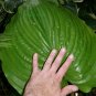 Exclusive hosta SUM & SUBSTANCE large gold disease 0 2.5"" pot = 1 Live Potted Plant