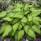 New Arrival hosta FIRST DANCE potted plant --- Visit ourstore for many more varieties! New Arrival hosta FIRST DANCE potted plant --- Visit ourstore for many more varieties!