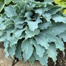 Best-Selling hosta DANCING WITH DRAGONS potted plant --- Visit ourstore for lots more! Best-Selling hosta DANCING WITH DRAGONS potted plant --- Visit ourstore for lots more!