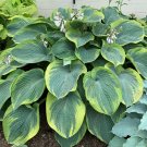 Top-Quality hosta TEARMS OF ENDEARMENT large non-burning new 2.5"" pot = 1 Live Potted Plant
