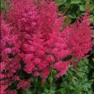 Best-Selling astilbe HEAVY METAL new arendsii false spirea 2.5"" pot = 1 Live Potted Plant Best-Selling astilbe HEAVY METAL new arendsii false spirea 2.5"" pot = 1 Live Potted Plant