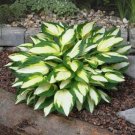 Best-Selling hosta COLOR FESTIVAL potted plant --- Click on our store name for savings!