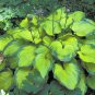 Exclusive hosta OLD GLORY small award winner disease-0 2.5"" pot = 1 Live Potted Plant