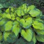 Exclusive hosta OLD GLORY small award winner disease-0 2.5"" pot = 1 Live Potted Plant