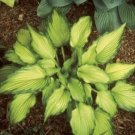 New Arrival hosta EMEREALD RUFF CUT small new disease-0 2.5"" pot = 1 Live Potted Plant