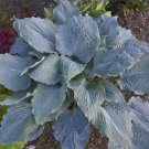 Top-Quality hosta DIAMOND LAKE medium wavy blue disease-0 3"" pot = 1 Live Potted Plant