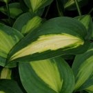 Limited Edition hosta SMASH HIT small colorful new disease-0 2.5"" pot = 1 Live Potted Plant Limited Edition hosta SMASH HIT small colorful new disease-0 2.5"" pot = 1 Live Potted Plant
