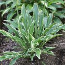 Limited Edition hosta YIPPEE small wavy narrow new disease-0 2.5"" pot = 1 Live Potted Plant Limited Edition hosta YIPPEE small wavy narrow new disease-0 2.5"" pot = 1 Live Potted Plant