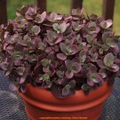 Best-Selling sedum Cherry Tart short red cover drought tolerant 2"" pot = 1 Live Potted Plant