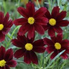 Best-Selling sun coreopsis Red Elf compact reblooming tickseed 2.5"" pot = 1 Live Potted Plant