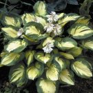 Best-Selling hosta GREAT EXPECTATIONS large thick disease-0 2.5"" pot = 1 Live Potted Plant