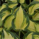 Limited Edition hosta HAPPY DAYZ medium days orange disease-0 2.5"" pot = 1 Live Potted Plant Limited Edition hosta HAPPY DAYZ medium days orange disease-0 2.5"" pot = 1 Live Potted Plant