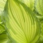 Premium hosta DANCING DARLING potted plant --- click on our store name for more hostas!
