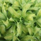 Premium sedum AUTUMN DELIGHT succulent drought tolerant 2.5"" pot = 1 Live Potted Plant