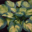 Exclusive hosta BROTHER STEFAN large corrugated well rooted 2.5"" pot = 1 Live Potted Plant Exclusive hosta BROTHER STEFAN large corrugated well rooted 2.5"" pot = 1 Live Potted Plant