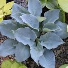 New Arrival hosta CHICAGO BLUES small thick new disease-0 2.5"" pot = 1 Live Potted Plant New Arrival hosta CHICAGO BLUES small thick new disease-0 2.5"" pot = 1 Live Potted Plant