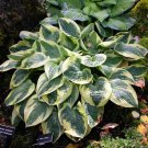 Limited Edition hosta WIDE BRIM potted plant --- Visit ourstore for more Wisconsin plants! Limited Edition hosta WIDE BRIM potted plant --- Visit ourstore for more Wisconsin plants!