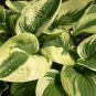 Limited Edition hosta WIDE BRIM potted plant --- Visit ourstore for more Wisconsin plants!