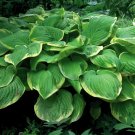 Top-Quality hosta FRAGRANT BOUQUET medium scented variegated 2.5"" pot = 1 Live Potted Plant Top-Quality hosta FRAGRANT BOUQUET medium scented variegated 2.5"" pot = 1 Live Potted Plant