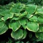 Top-Quality hosta FRAGRANT BOUQUET medium scented variegated 2.5"" pot = 1 Live Potted Plant