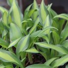 Limited Edition hosta HAWAIIAN LUAU medium new unique tetraploid 2.5"" pot = 1 Live Potted Plant Limited Edition hosta HAWAIIAN LUAU medium new unique tetraploid 2.5"" pot = 1 Live Potted Plant