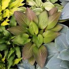 New Arrival hosta FIRST BLUSH medium rare red disease-0 2.5"" pot = 1 Live Potted Plant New Arrival hosta FIRST BLUSH medium rare red disease-0 2.5"" pot = 1 Live Potted Plant