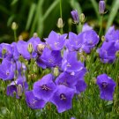 Top-Quality sun campanula VIOLET TEACUPS carpatica Bellflower 2.5"" pot = 1 Live Potted Plant Top-Quality sun campanula VIOLET TEACUPS carpatica Bellflower 2.5"" pot = 1 Live Potted Plant