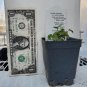 Top-Quality sun campanula VIOLET TEACUPS carpatica Bellflower 2.5"" pot = 1 Live Potted Plant