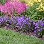Top-Quality sun campanula VIOLET TEACUPS carpatica Bellflower 2.5"" pot = 1 Live Potted Plant