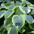New Arrival hosta AMERICAN HALO large blue wavy edge new big 2.5"" pot = 1 Live Potted Plant