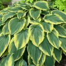 Top-Quality hosta DROP-DEAD GOREGOUS large & new ruffled huge 2.5"" pot = 1 Live Potted Plant Top-Quality hosta DROP-DEAD GOREGOUS large & new ruffled huge 2.5"" pot = 1 Live Potted Plant
