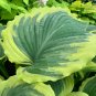 Top-Quality hosta DROP-DEAD GOREGOUS large & new ruffled huge 2.5"" pot = 1 Live Potted Plant