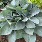Premium hosta ABOVE THE CLOUDS large new thick cupped blue 2.5"" pot =1 Live Potted Plant