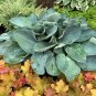 Premium hosta ABOVE THE CLOUDS large new thick cupped blue 2.5"" pot =1 Live Potted Plant