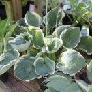 Premium hosta BLUEBERRY PARFAIT medium wavy disease-0 2.5"" pot = 1 Live Potted Plant Premium hosta BLUEBERRY PARFAIT medium wavy disease-0 2.5"" pot = 1 Live Potted Plant