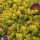 Premium sedum ANGELINA compact yellow drought tolerant 2"" pot = 1 Live Potted Plant