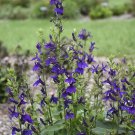 Best-Selling sun lobelia STARSHIP BLUE potted plant --- Click on ourstore name for more