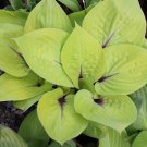Top-Quality hosta PEACH BRANDY small red new Wisconsin grown 2.5"" pot = 1 Live Potted Plant