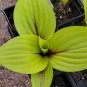 Top-Quality hosta PEACH BRANDY small red new Wisconsin grown 2.5"" pot = 1 Live Potted Plant
