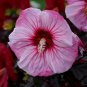 Exclusive bush hibiscus CHERRY CHOCO LATTE pink hardy 2.5"" pot = 1 Dormant Potted Plant