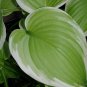 Premium hosta FRAGRANT BOUQUET potted plant --- Visit ourstore for lots more!