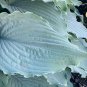 Best-Selling hosta WIND BENEATH MY WINGS plant --- Visit ourstore for lots more & save