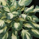 Best-Selling hosta HANS medium white streaks thick rare flowers 3"" pot = 1 Live Potted Plant Best-Selling hosta HANS medium white streaks thick rare flowers 3"" pot = 1 Live Potted Plant