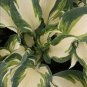 Best-Selling hosta HANS medium white streaks thick rare flowers 3"" pot = 1 Live Potted Plant