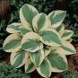 New Arrival hosta PILGRIM small grey-green compact healthy 2.5"" pot = 1 Live Potted Plant