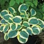 Best-Selling hosta MIGHTY MOUSE mini thick Ears disease-0 2"" pot = 1 Live Potted Plant