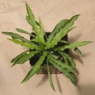 Premium hosta LITTLE SQUIRT mini wavy tiny disease-0 2"" pot = 1 Live Potted Plant