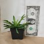 Premium hosta LITTLE SQUIRT mini wavy tiny disease-0 2"" pot = 1 Live Potted Plant